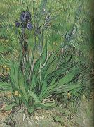 Vincent Van Gogh The Iris (nn04) France oil painting reproduction